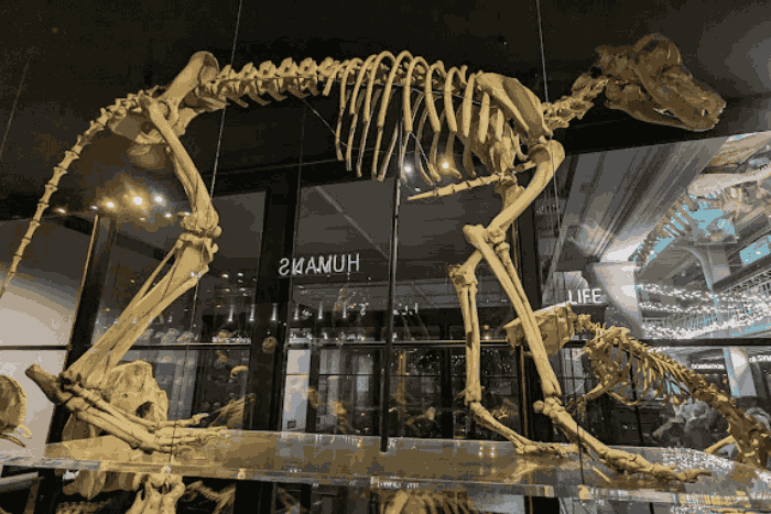 Manchester Museum